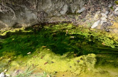 Kaloor yakınlarındaki nehir kıyısında Pound Himachal Pradesh Hindistan 1