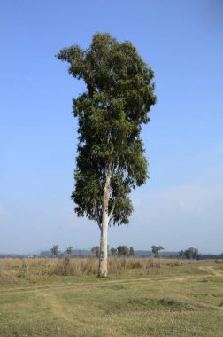 Kaloor Yerindeki Tek Ağaç Himachal Pradesh Hindistan