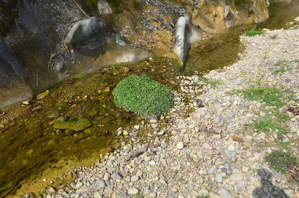 Hamirpur Nehri 'nin Kanalı Himachal Pradesh Hindistan