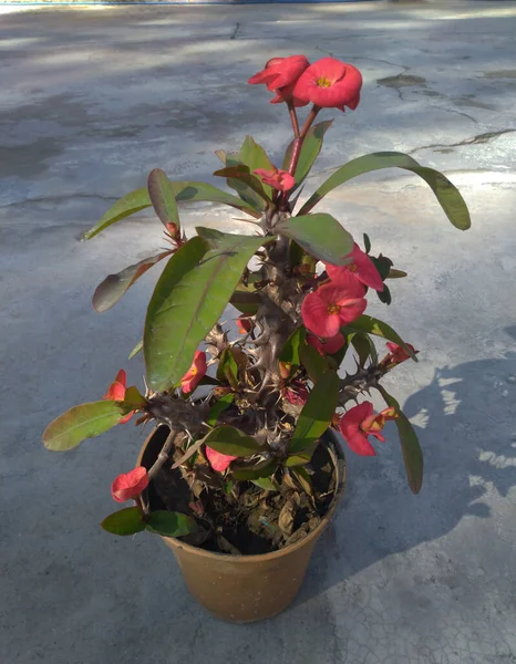 Yapraklı Pembe Çiçekler Nadaun Himachal Pradesh Hindistan 11