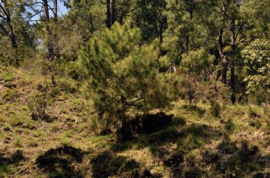 Amb Himachal Pradesh Ormanı 'ndaki Çam Ağacı Hindistan 