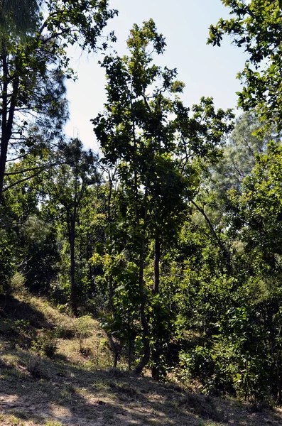 Прекрасне Дерево Джунглях Амб Гімачал Прадеш Індія — стокове фото