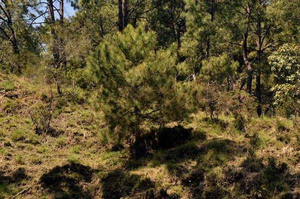 Amb Himachal Pradesh Ormanı 'ndaki Çam Ağacı Hindistan 