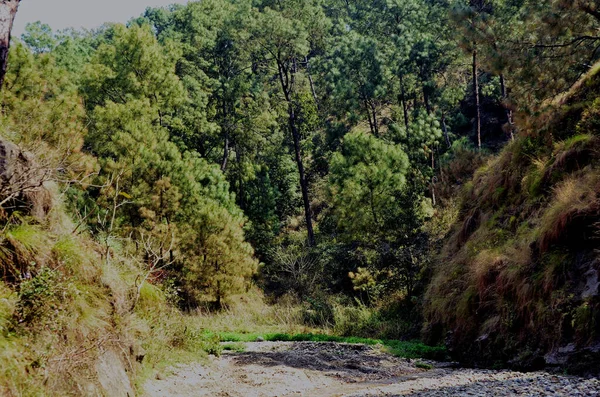 Kiefern Uferbereich Des Amb River Himachal Pradesh Indien Hintergrundansicht — Stockfoto