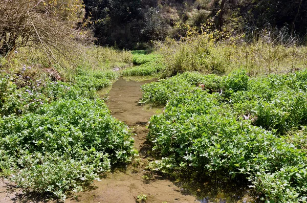 Amb Nehri Himachal Pradesh Hindistan Arkaplan Görüntüsü 1