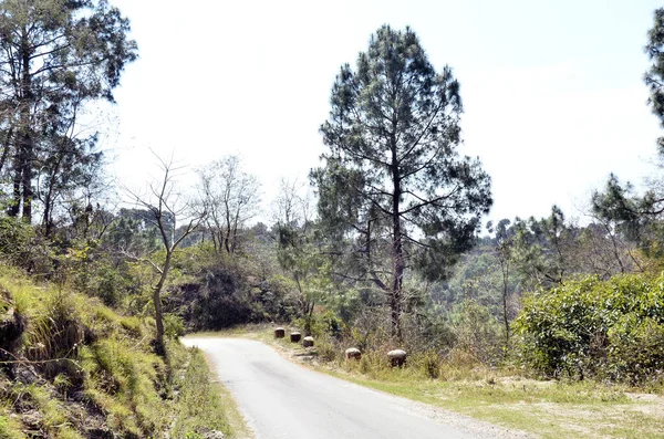 Single Pine Tree Road Side Amb India — Stock Photo, Image