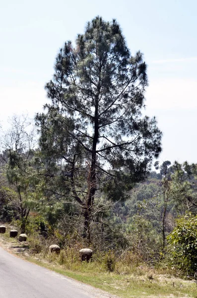 Singolo Pino Albero Strada Laterale Amb India — Foto Stock