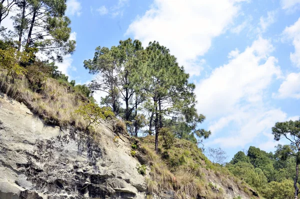 Twp Pine Trees Costa Del Río Amb Himachal Pradesh India —  Fotos de Stock