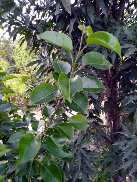 Oddział Green Leaf Wioska Kangoo Hamirpur Himachal Pradesh Indie — Zdjęcie stockowe