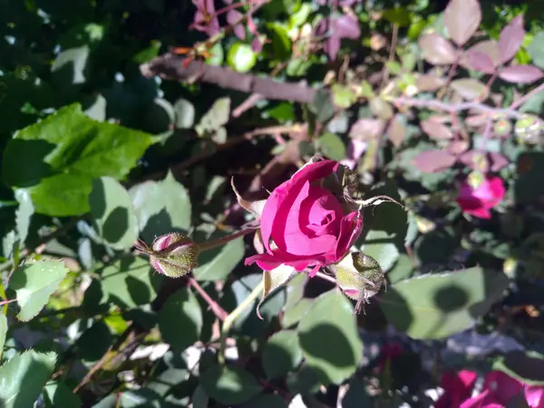 Rose Flower Green Leafs Himachal Pradesh India — стокове фото