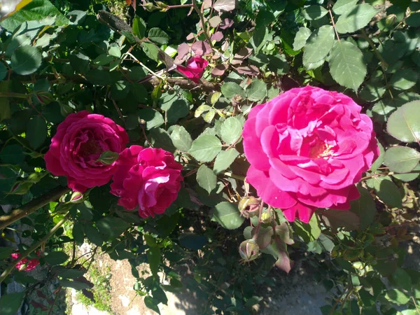 Rose Flower Green Leafs Himachal Pradesh India — стокове фото