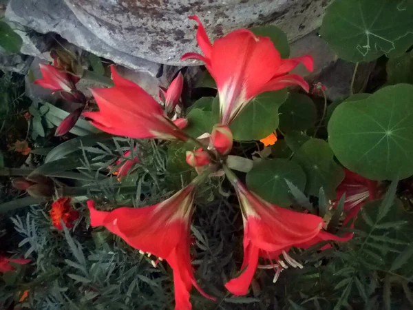 Cztery Kwiaty Dahlia Razem Himachal Pradesh Indie — Zdjęcie stockowe