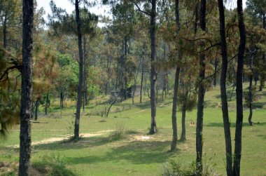 Himachal Pradesh Hindistan 'daki Orman Manzarası 