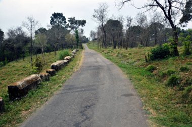 Himachal Pradesh Ormanı 'ndaki Uzun Boş Yol. Hindistan. 