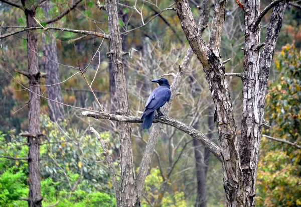Himachal Pradesh Hindistan Ormanı 'ndaki Çam Ağacı Dalındaki Karga 