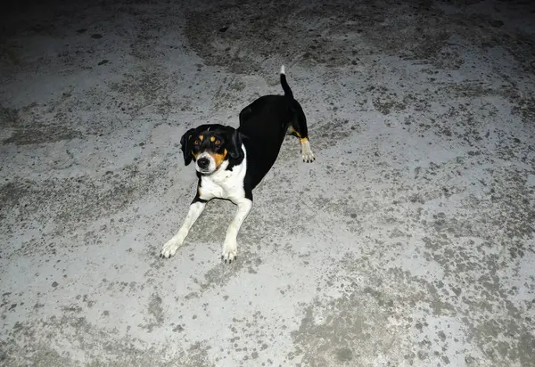 Dog Looking Camera Home Himachal Pradesh India — Stock Photo, Image