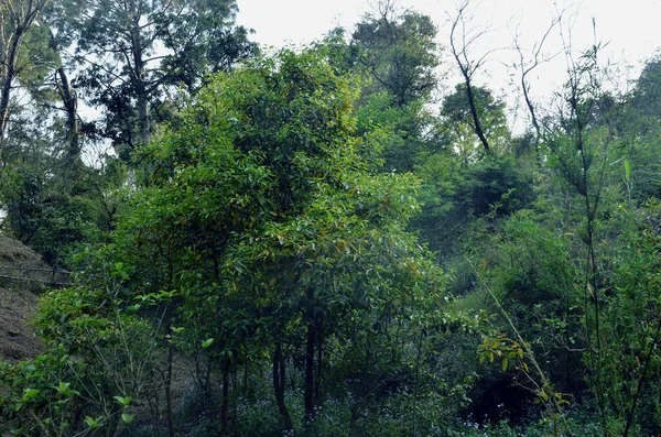 Pabrik Lembaran Hijau Hutan Himachal Pradesh India — Stok Foto