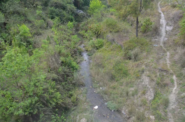 Pemandangan Pemandangan Hutan Himachal Pradesh India — Stok Foto