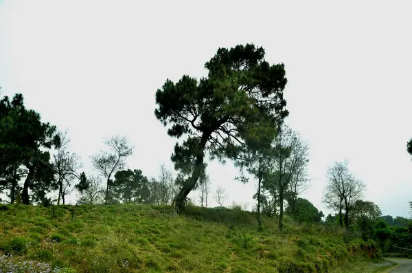 Selain Jalan Pohon Pinus Hutan Himachal Pradesh Pemandangan Latar Belakang — Stok Foto