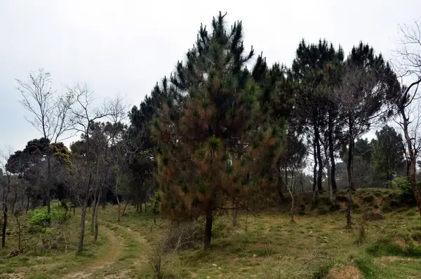 Pohon Pinus Tunggal Hutan Himachal Pradesh India — Stok Foto