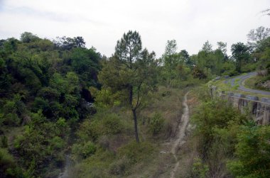 Himachal Pradesh Hindistan Ormanı 'ndaki Tek Çam Ağacı 12.
