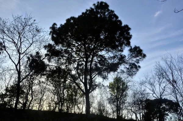 Himachal Pradesh Ormanı 'ndaki Tek Çam Ağacı Hindistan 13. Arka plan Görünümü 