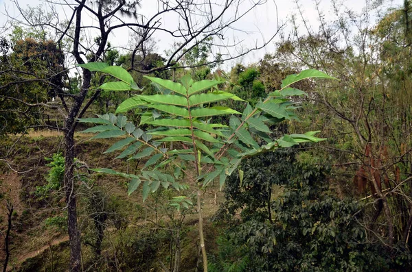 Himachal Pradesh Hindistan ormanında küçük bir ağaç tepesi. 