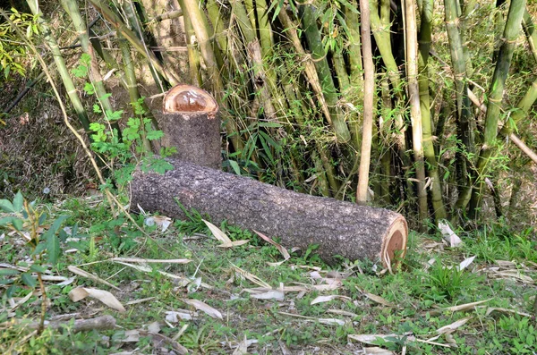 Wood Piece Forest Himachal Pradesh India — Stock Photo, Image
