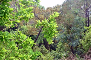 Hindistan 'ın Himachal Pradesh Ormanı' ndaki Küçük Yaprak Bitkisi 42