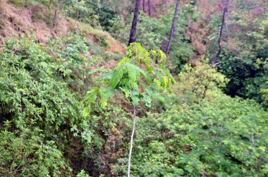 Himachal Pradesh Ormanı 'ndaki Küçük Yaprak Bitkisi Hindistan 35