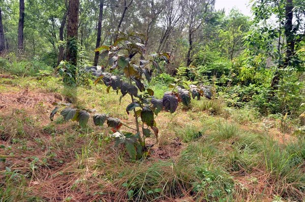 Malé Rostliny Listů Lese Himachal Pradesh Indie — Stock fotografie