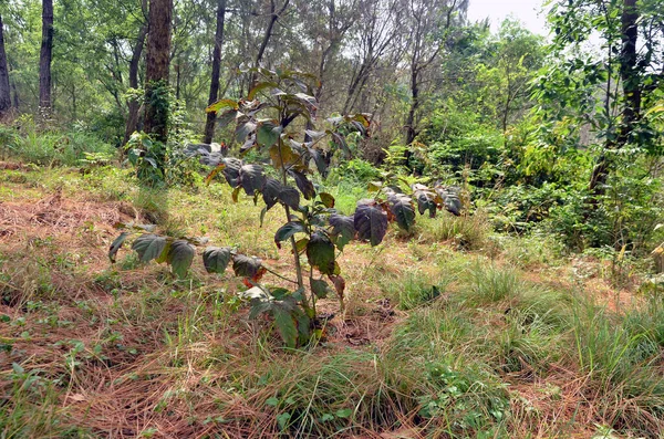 Tanaman Kecil Daun Hutan Himachal Pradesh India — Stok Foto