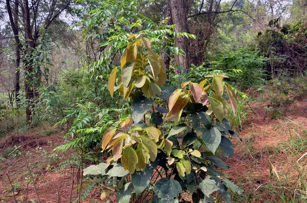 Tanaman Kecil Daun Hutan Himachal Pradesh India — Stok Foto