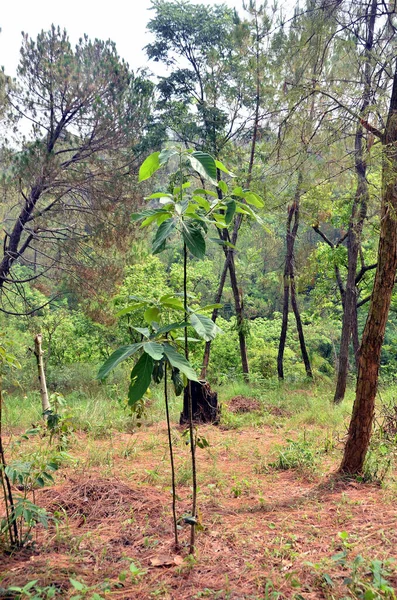 Tanaman Kecil Daun Hutan Himachal Pradesh India — Stok Foto