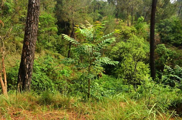 Pequeña Planta Hojas Bosque Himachal Pradesh India — Foto de Stock