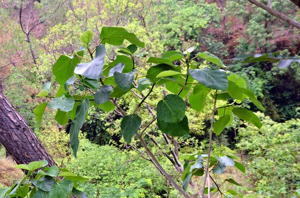 喜马偕尔邦森林中的小植物 — 图库照片