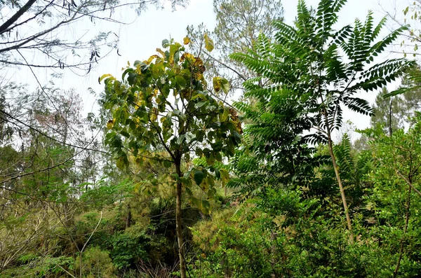 Pequeña Planta Bosque Himachal Pradesh India —  Fotos de Stock