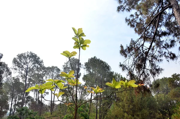 Pohon Tunggal Dengan Daun Hutan Himachal Pradesh India — Stok Foto