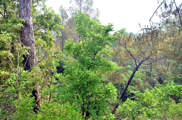 Pohon Daun Kecil Hutan Himachal Pradesh India — Stok Foto