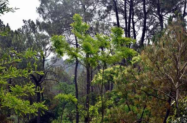 Kis Növény Himachal Pradesh Erdőben India — Stock Fotó