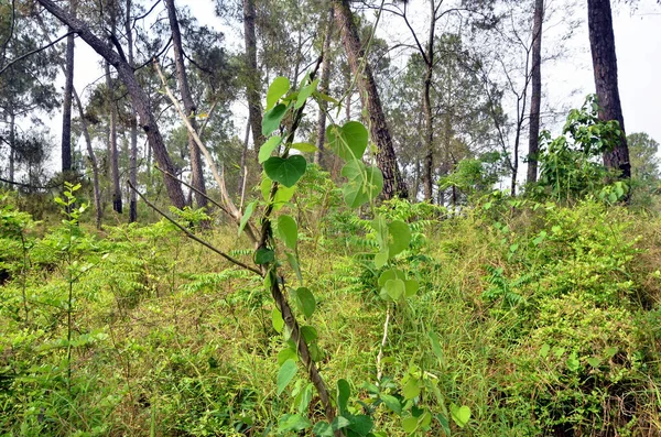 Mała Roślina Lesie Himachal Pradesh Indie — Zdjęcie stockowe