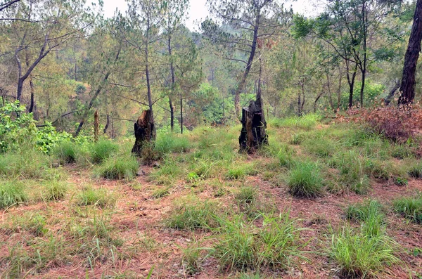 Akar Hitam Kuno Pohon Pine Hutan Himachal Pradesh India — Stok Foto