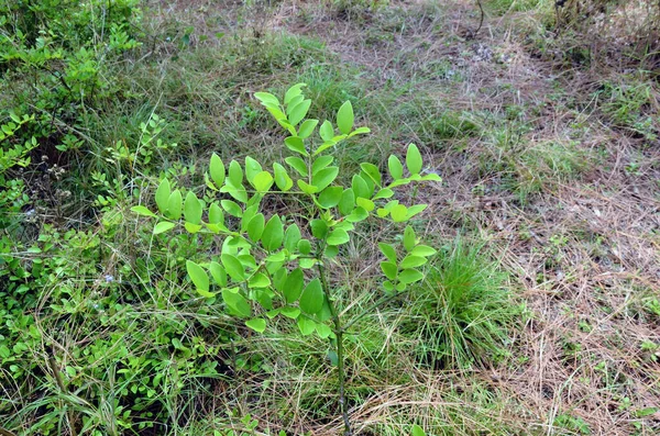 Himachal Pradesh Ormanı 'ndaki Küçük Fabrika 30.