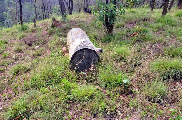 Himachal Pradesh Ormanı 'ndaki Çam Ağacı' nın bir parçası. Hindistan 42.