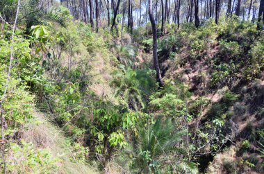 Bu fotoğraf Kangoo kasabası Himachal Pradesh Hindistan 'da çekildi.  