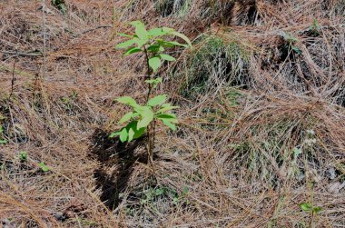 Bu fotoğraf Kangoo kasabası Himachal Pradesh Hindistan 'da çekildi.  