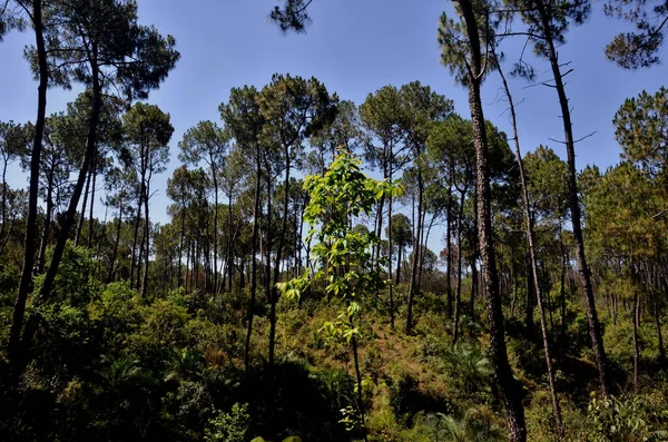 Esta Foto Toma Bosque Ciudad Kangoo Himachal Pradesh India — Foto de Stock