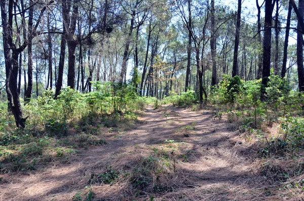 Foto Ini Diambil Hutan Kangoo Town Himachal Pradesh India — Stok Foto