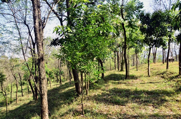 Single Lemon Tree Forest Kangoo Town Himachal Pradesh Indie — Stock fotografie