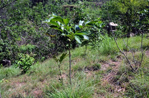 Małe Drzewo Sosnowym Korzeniem Lesie Miasta Kangoo Himachal Pradesh Indie — Zdjęcie stockowe